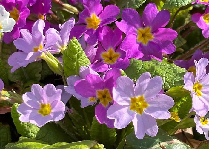 Au Charme Du Foulon Gasthuis 3*